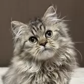 ミヌエット(長足)