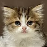 ミヌエット(長足)