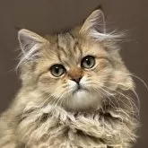 ミヌエット(長足)