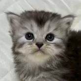 ミヌエット(長足)