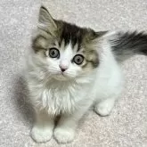 ミヌエット(長足)