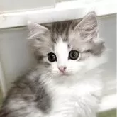 ミヌエット(長足)【福島県・男の子・2025年2月25日・シルバータビー&ホワイト】の写真1