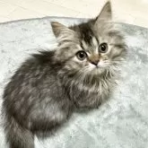 ミヌエット(短足)