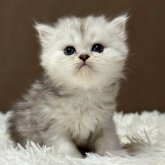 ミヌエット(長足)