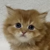 ミヌエット(短足)