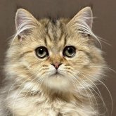 ミヌエット(長足)