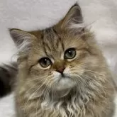 ミヌエット(長足)