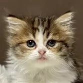 ミヌエット(長足)