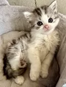 ミヌエット(長足)【福島県・男の子・2025年2月25日・シルバータビー&ホワイト】の写真2