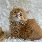 ミヌエット(長足)【福島県・男の子・2024年12月7日・レッドタビー&ホワイト】の写真2