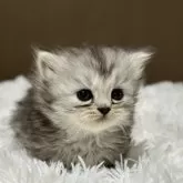 ミヌエット(短足)【福島県・女の子・2025年2月16日・シルバータビー&ホワイト】の写真3