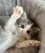 ミヌエット(長足)【福島県・男の子・2025年2月25日・シルバータビー&ホワイト】の写真3