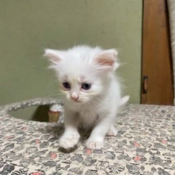 ID:2309-02916の子猫