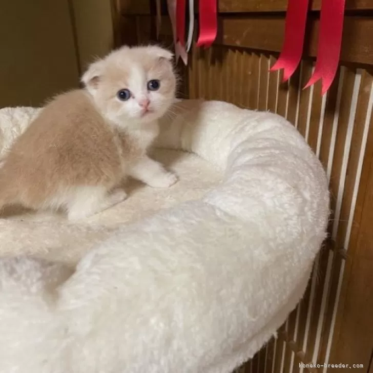 ID:2402-01818の子猫
