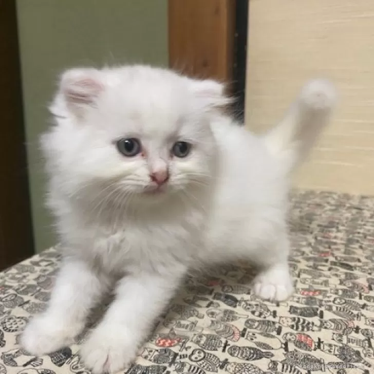 ID:2407-01353の子猫