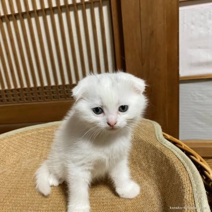 ID：2303-00248の子猫