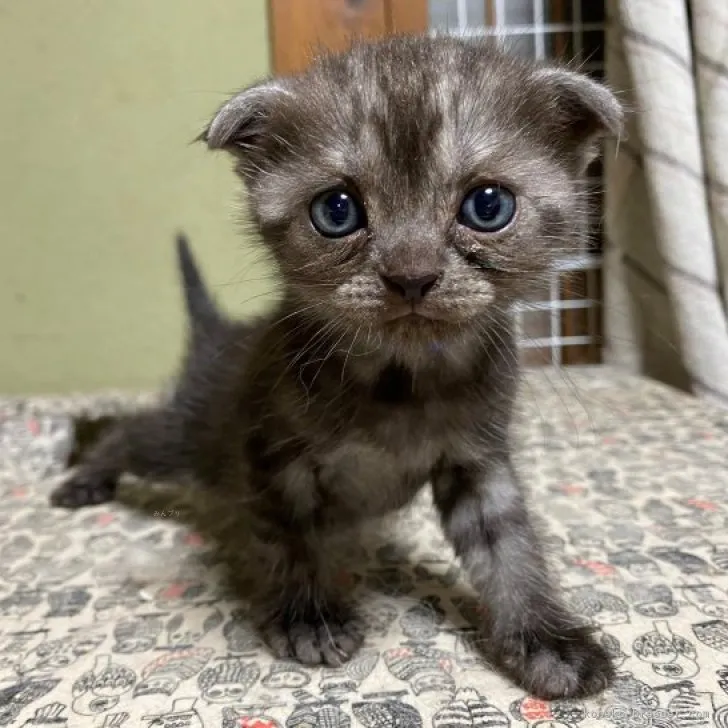 ID：2309-00568の子猫