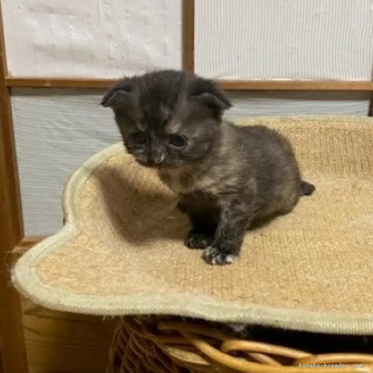 ID:2407-01477の子猫