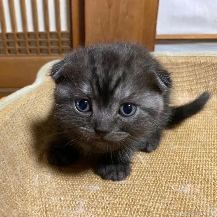 ID:2303-00246の子猫