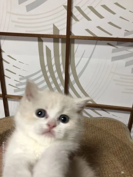 ID：2204-02269の子猫
