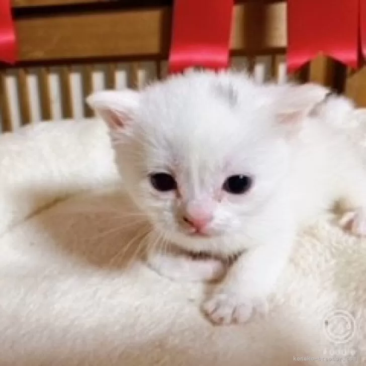T.K 様のお迎えした子猫