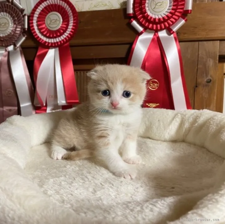 ID:2304-01422の子猫