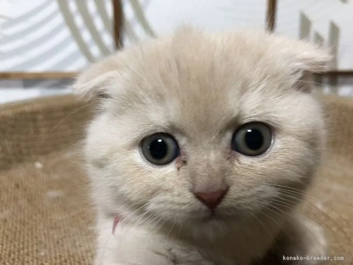 ID：2204-02272の子猫