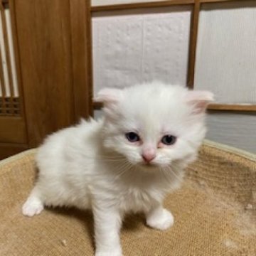 スコティッシュフォールド(立ち耳)【香川県・男の子・2024年2月28日・ホワイト】の写真「幸運を呼ぶオッドアイのホワイト男子ですよ～」