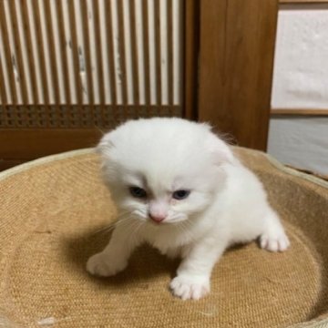 スコティッシュフォールド(折れ耳)【香川県・男の子・2024年3月26日・ホワイト】の写真「幸運を呼ぶオッドアイの折れ耳ホワイト男子です～」