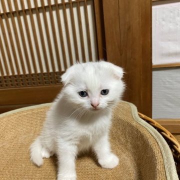 スコティッシュフォールド(折れ耳)【香川県・女の子・2023年2月2日・ホワイト（ショートヘア）】の写真「折れ耳で可愛らしい人気のホワイト女子ですよ～」