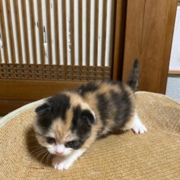 スコティッシュフォールド(折れ耳)【香川県・女の子・2024年3月27日・キャリコ】の写真「折れ耳で可愛らしいキャリコ女子ですよ～」