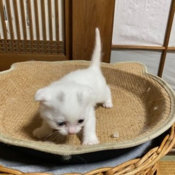 スコティッシュフォールド(折れ耳)【香川県・男の子・2024年3月27日・ホワイト】の写真「折れ耳で可愛らしいホワイト男子ですよ～」