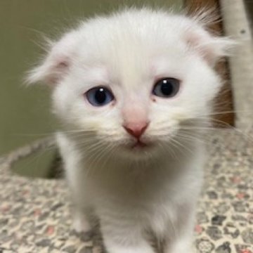スコティッシュフォールド(折れ耳)【香川県・男の子・2023年8月25日・ホワイト】の写真「幸運を呼ぶオッドアイのホワイト男子ですよ。」