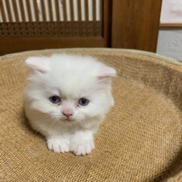 スコティッシュフォールド(立ち耳)【香川県・男の子・2024年3月26日・ホワイト】の写真「希少なブルーアイのホワイト男子です～」