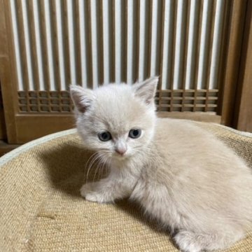 スコティッシュフォールド(立ち耳)【香川県・女の子・2023年3月20日・クリーム】の写真「立ち耳で可愛らしい人気のクリーム女子です～」