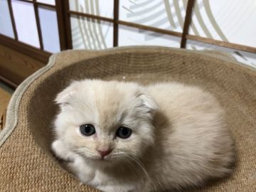 スコティッシュフォールド(折れ耳)【香川県・女の子・2022年3月30日・クリーム】の写真「フワフワモコモコのスコティッシュの女子ですよ～。」