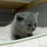 ブリティッシュショートヘア【香川県・男の子・2025年11月8日・ブルー】の写真10