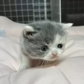 ブリティッシュショートヘア【香川県・女の子・2025年11月8日・ダイリュートキャリコ】の写真12