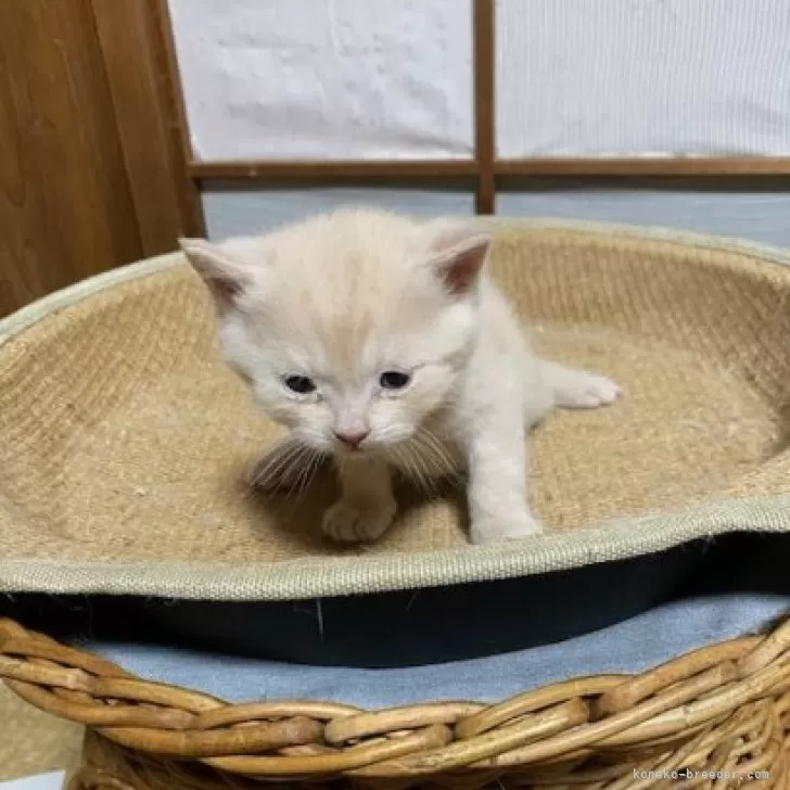 ID:2502-00687の子猫