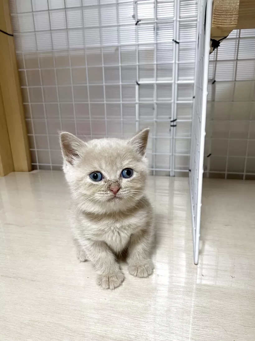 ID:2507-00804の子猫