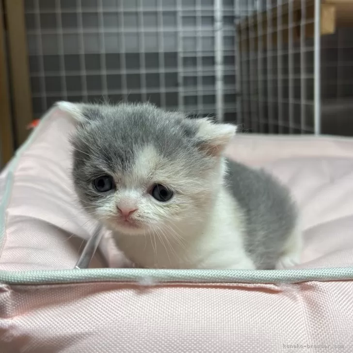 ブリティッシュショートヘア【香川県・女の子・2025年11月8日・ダイリュートキャリコ】の写真1「食欲旺盛でまだよちよち歩きの女の子です🤍」