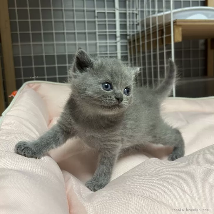 ブリティッシュショートヘア【香川県・男の子・2025年11月8日・ブルー】の写真1