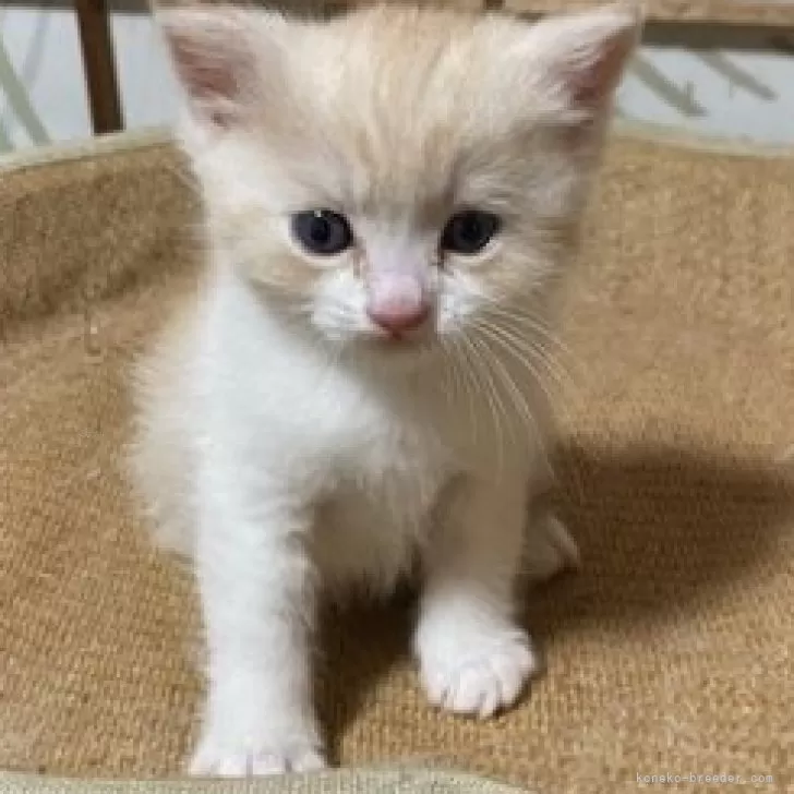 ID:2502-01884の子猫