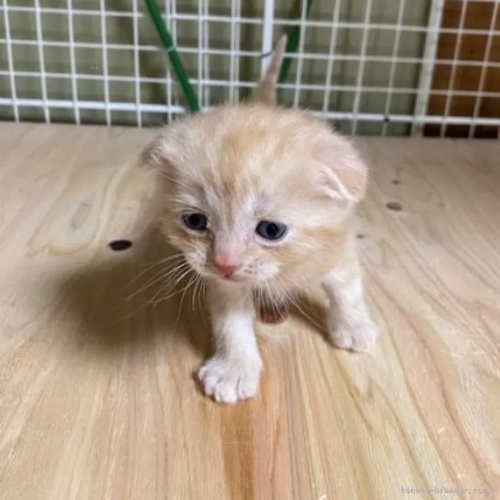 ID:2501-02077の子猫