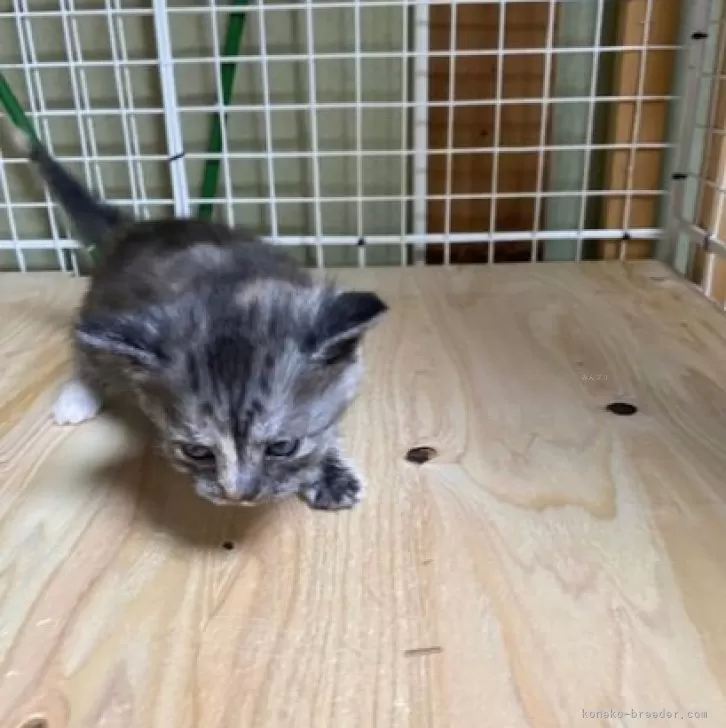 ID：2501-02105の子猫