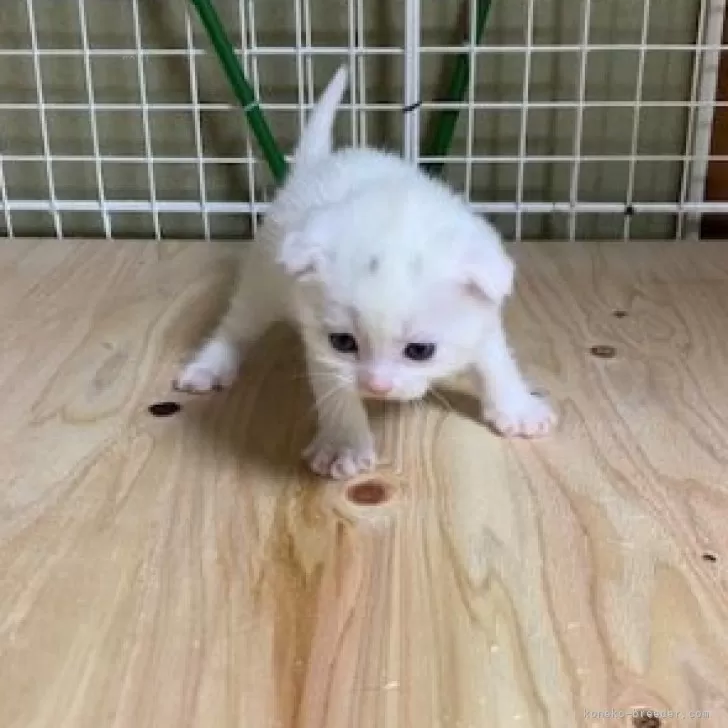 ID：2501-02081の子猫