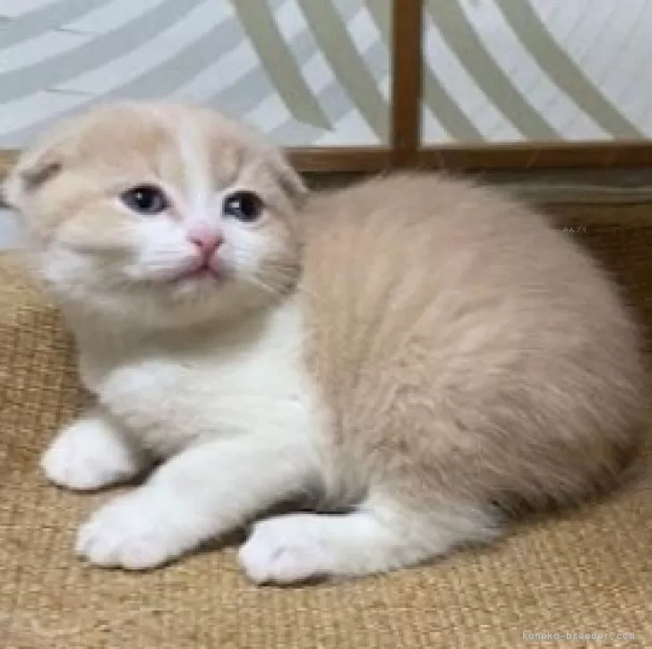 ID:2502-00688の子猫