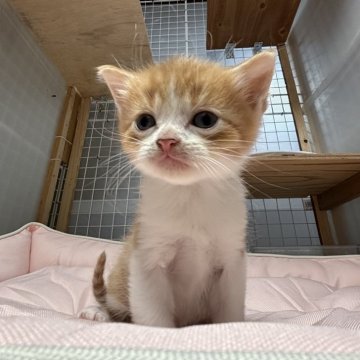 スコティッシュフォールド(立ち耳)【香川県・男の子・2025年10月23日・レッドタビー&ホワイト】の写真「可愛らしい顔の温厚な男の子です💙」