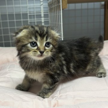 スコティッシュフォールド(折れ耳)【香川県・女の子・2025年10月6日・ブラウンタビー】の写真「折れ耳で可愛らしい顔の女の子です🎀」