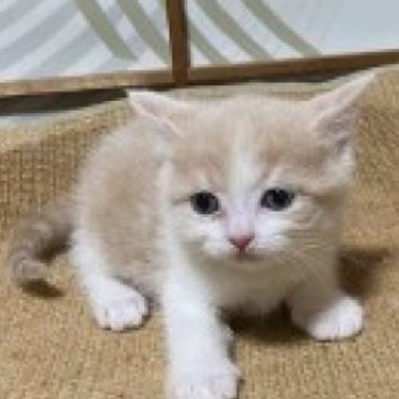 スコティッシュフォールド(立ち耳)【香川県・女の子・2025年1月12日・クリーム&ホワイト】の写真「むっちゃかわいい人気のクリームの立耳女子です。」